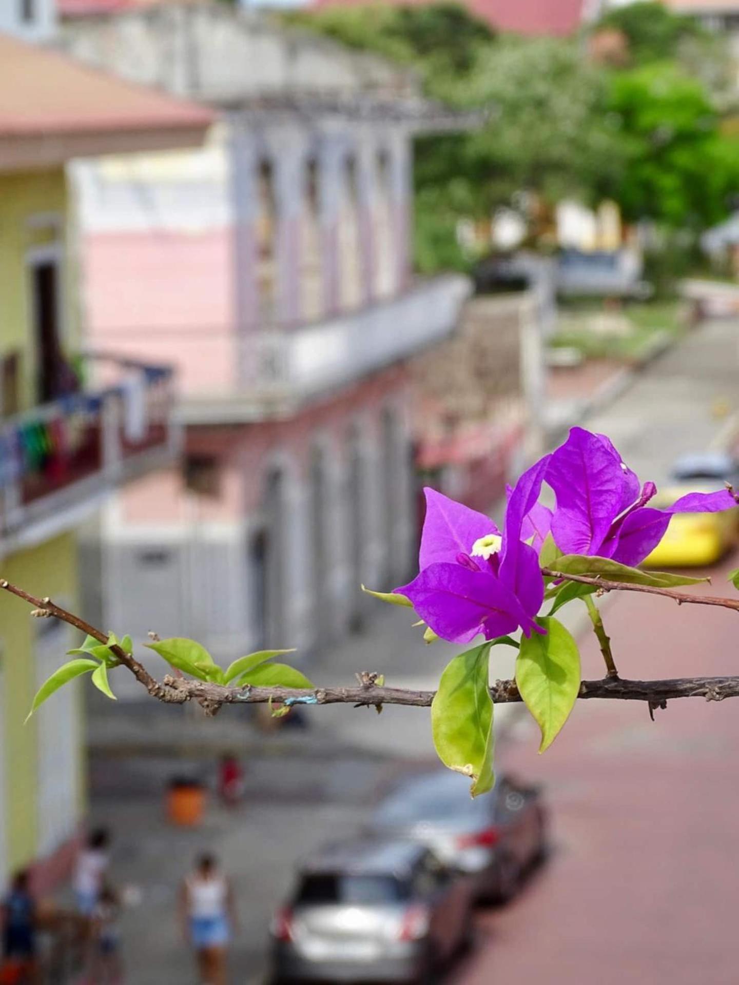 Bocas Style Apartment - Casco Viejo مدينة باناما المظهر الخارجي الصورة